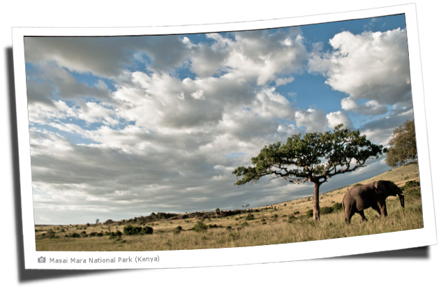 Elephanten im Masai Mara Nationalpark