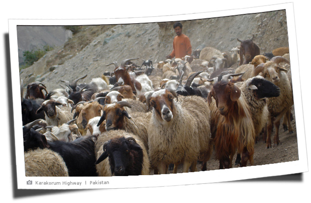 Schafherde am Karakorumhighway