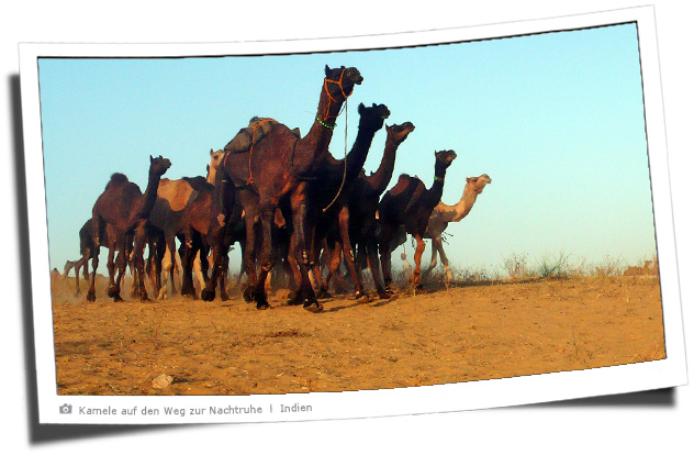 Kamele auf dem Weg zur Nachtruhe