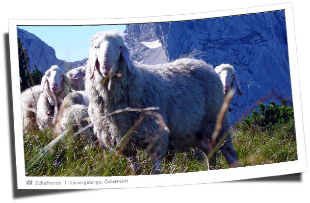 Schafe mit Steinernen Rinne im Hintergrund
