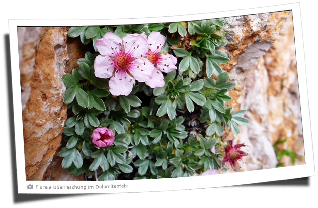 Florale Überraschung im Dolomitenfels