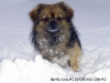 Bari im Schnee