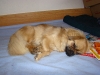 am liebsten bin ich im Bett