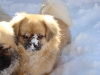 Chi-phi im Schnee