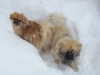 durch den Tiefschnee....