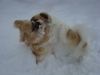 es ist lustig im Schnee zu spielen