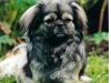 unsere alte Jenny